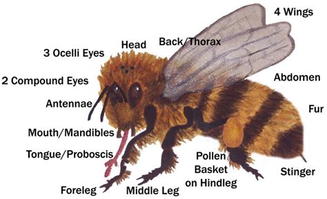 25 Fascinating Honey Bee Facts Coxs Honey