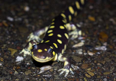 Finally California Tiger Salamander Tony Iwane Flickr
