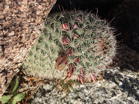 A succulent garden is a natural choice for modeling good conservation without sacrificing beauty. Mammillaria dioica Calflora