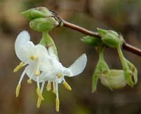 Lonicera Honeysuckle Fragrantissima Winter Flowering Scented Plant