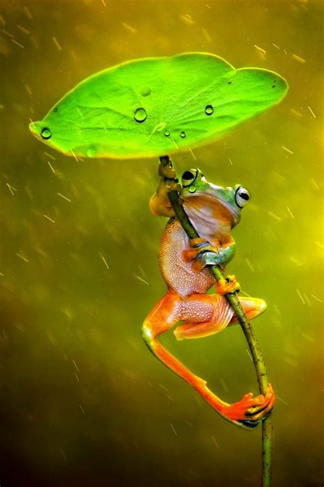 Raining By Ellena Susanti On 500px Animals Beautiful Cute Frogs Pet