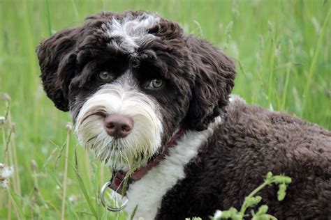 Portuguese Water Dog Breed Information And Characteristics Daily Paws