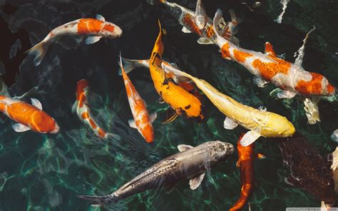 Koi Fish Desktop Wallpapers Top Free Koi Fish Desktop Backgrounds