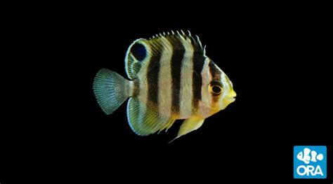 Multibar Angelfish Paracentropyge Multifasciata Ora Oceans Reefs