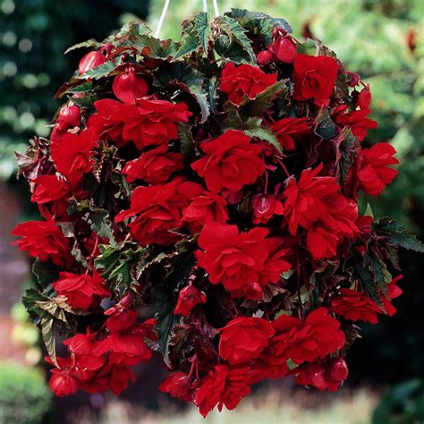 Begonia Giant Cascading Scarlet 56cm Tubers Mirror Garden Offers
