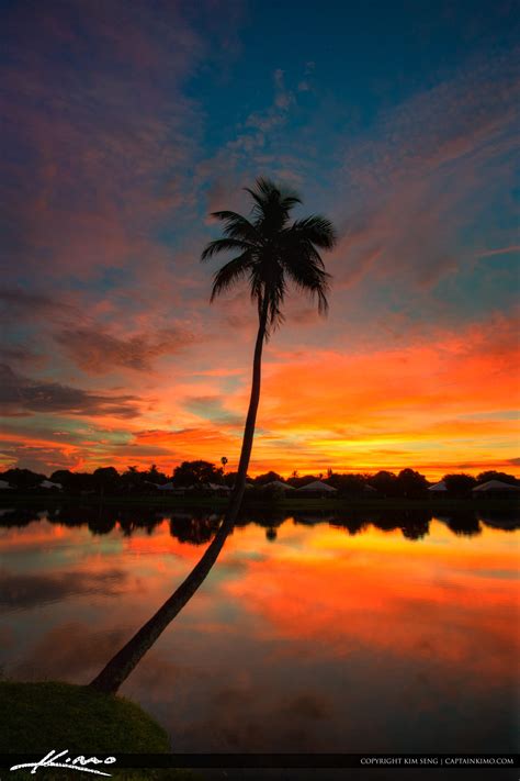 Coconut Tree Palm Beach Gardens Real Estate Hdr Photography By Captain Kimo