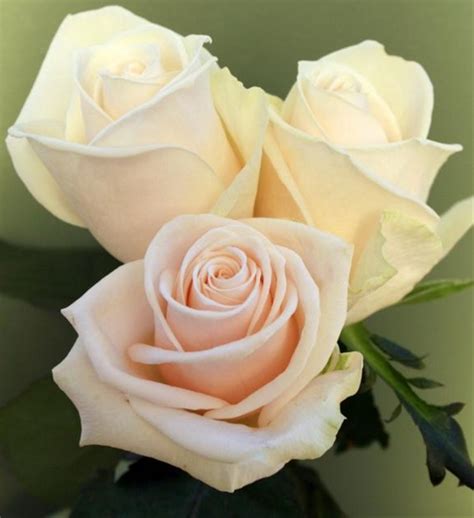 Talea Rose Standard Roses Fleurs Par Catégorie Sierra Flower Finder