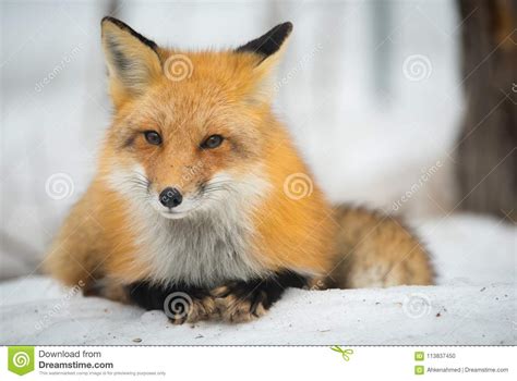 Red Fox Vulpes Vulpes Healthy Specimen In His Habitat In The Woods