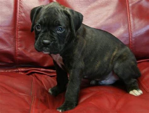 Your puppy is raised and trained to fit your lifestyle right from the very beginning. Boxer Puppies For Sale | Virginia Beach, VA #196718