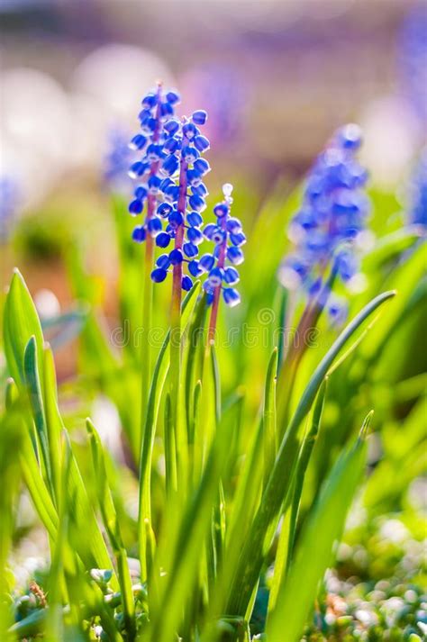 Group Of Growing Blooming Muscari Bluebells Blue Flowers Stock Image