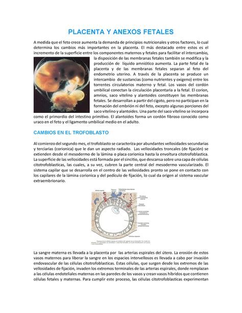 Placenta Y Anexos Fetales Placenta Y Anexos Fetales A Medida Que El