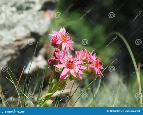 Mountain Flowers In Springtime Sempervivum Arachnoideum Common