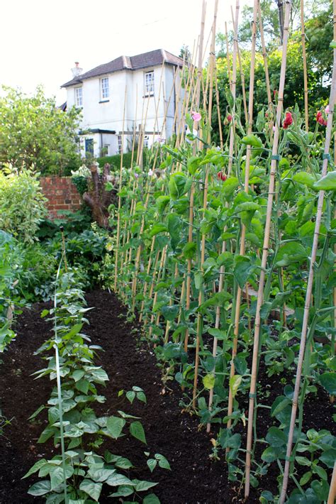 Sweet Pea Staking Small Vegetable Gardens Vegetable Garden Tips