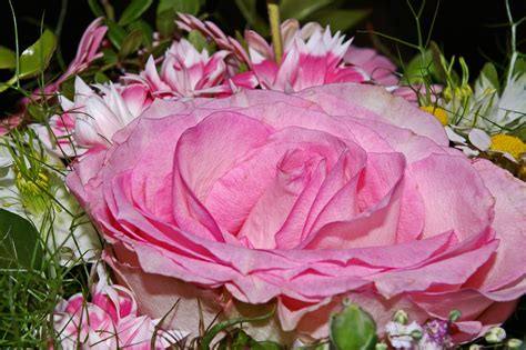 Free Images Blossom Petal Vase Romance Romantic Close Flora