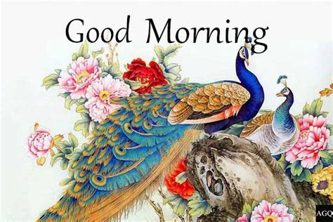 Good Morning Love Peacock Images Good Morning Pictures