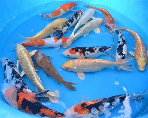 Koi Carp For Sale Koi Carp For Sale Koibait