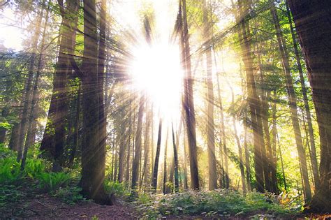 Free Photo Sunlight Forest Sun Rays Trees Woods Nature Sunbeam