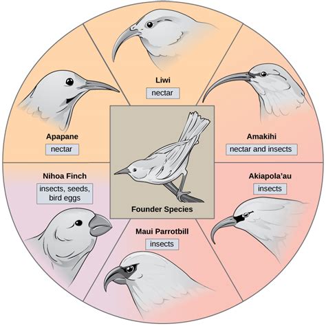 Formation Of New Species · Biology