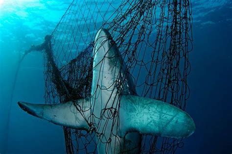 Clima La Pesca Illegale Danneggia Lecosistema Video