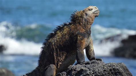 Wildlife Of The Galápagos Islands Youtube