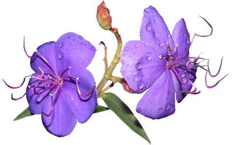 Fleur Mauve Gouttes De Pluie Photo Gratuite Sur Pixabay Pixabay