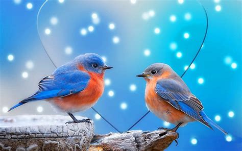 Maybe you would like to learn more about one of these? Birds Pigeons Pakistan: Latest Small Birds Wallpapers