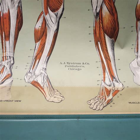 Vintage Anatomical Chart Muscular Structure Of Man At 1stdibs