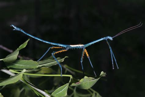 Risking It All For Love New Bright Blue Stick Insect