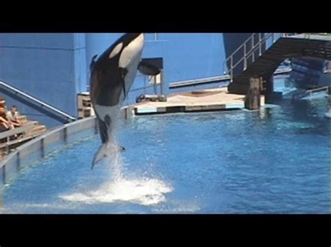 How tall does an orca jump out of the water? Killer Whale High Jump SeaWorld Orlando One Ocean Sea ...