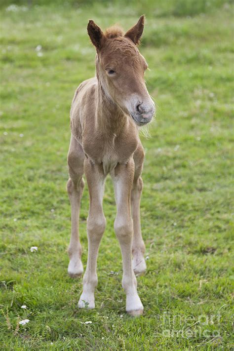 Newborn Chestnut Icelandic Horse Foal Photograph By Kathleen Smith