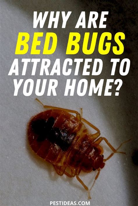 What Attracts Bed Bugs Into Your Home Learn More