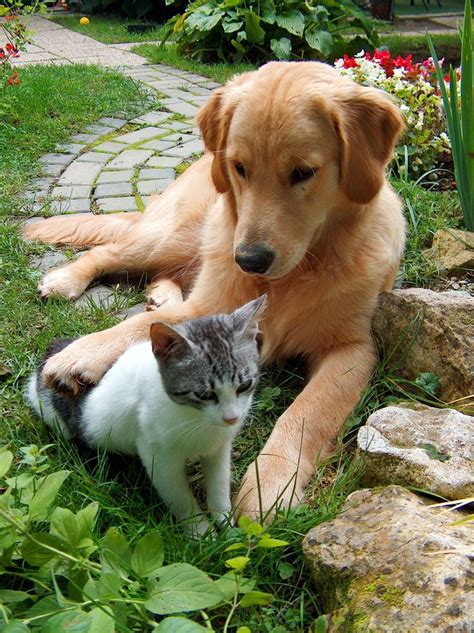 9 Best Dogs And Cats Together Images On Pinterest