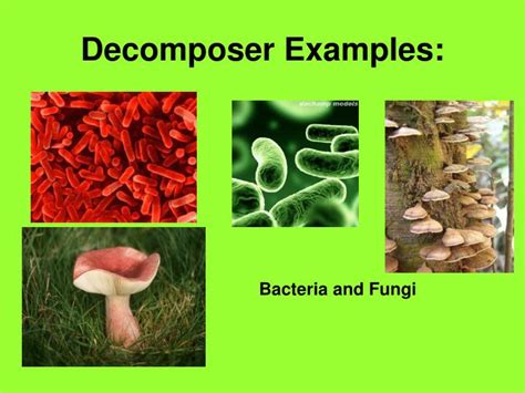 Ppt Producers Consumers And Decomposers Powerpoint Presentation