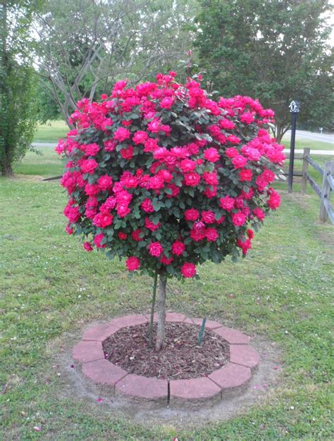 Knock Out Rose Tree Garden Presence Knockout Rose Tree Rose Trees Planting Flowers