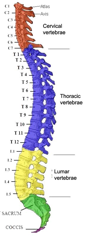 The Vertebral Column Human Anatomy And Physiology Lab Bsb 141