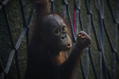 Bornean Orangutan Bornean Orangutan Chester Zoo 1st Flickr