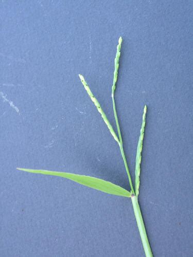 Broadleaf Signalgrass