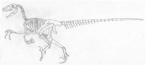 Jurassic Park Raptor Skeletal 20 By Dotb18 On Deviantart