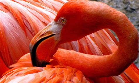 Flamingo Bird With Red Feathers Orange Desktop Wallpaper