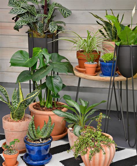 We'll take all the plants, please. Discover Your Wild with indoor plants and Lifestyle Home ...