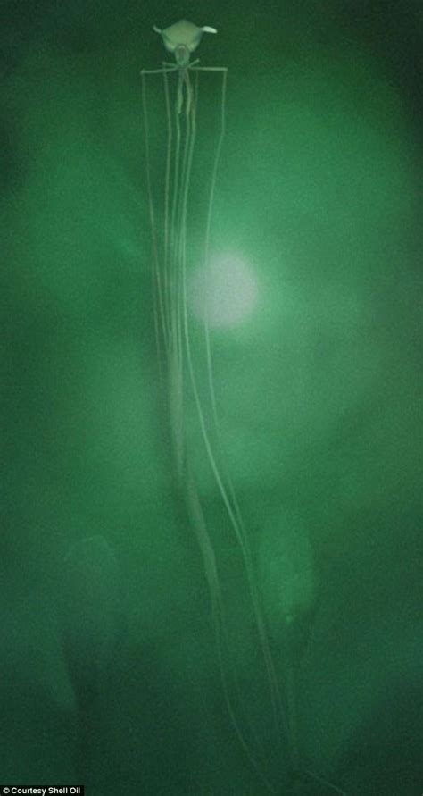 Alien invader? No, the 26ft-long Mangapinna SQUID discovered lurking ...