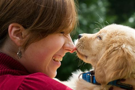 4 Possible Reasons Your Dog Always Licks Your Face Petful