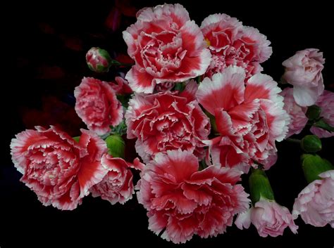 Beautiful Carnation Flower 47