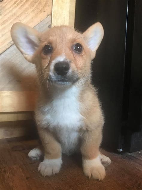 /r/corgi only allows sharing from popular image hosting sites. Pembroke Welsh Corgi Puppies For Sale | Grove City, OH #279718