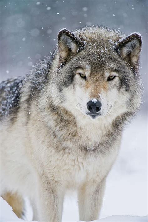Beautiful Wildlife Timber Wolf By © Wolves Only Wolf