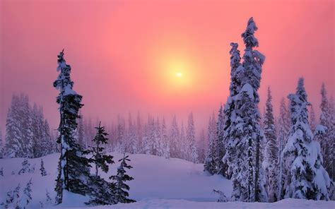 1920x1080 Landscape Winter Snow Sunset Trees Fence Wallpaper  486 Kb Coolwallpapersme