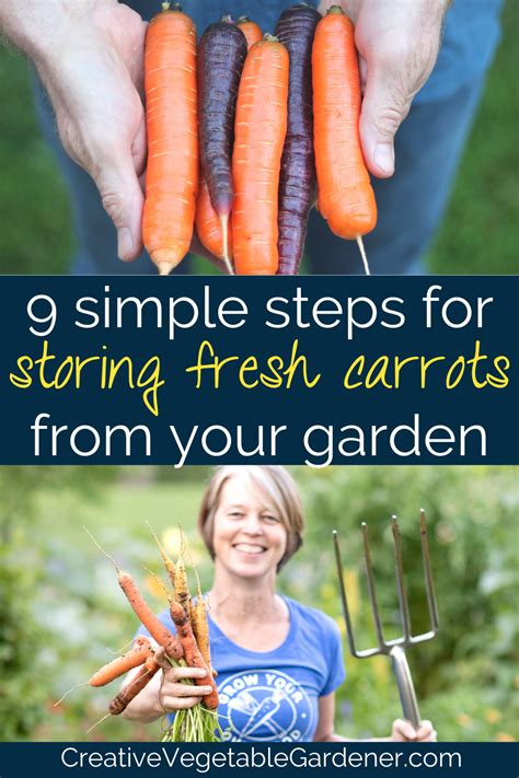 9 Quick Steps For Storing Fresh Carrots From The Garden How To Store