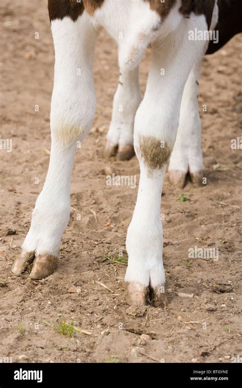 Legs Feet And Hooves Of Friesian Heifer Young Cow Stock Photo Alamy