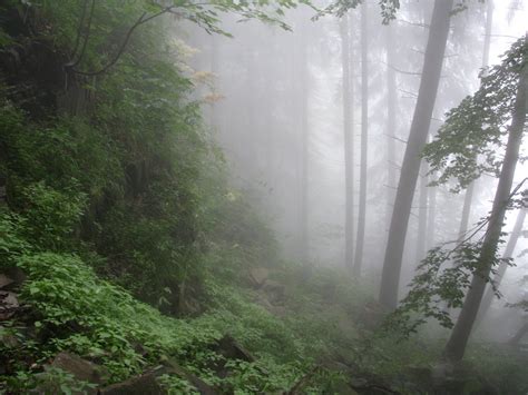 Foggy Forest Free Photo Download Freeimages