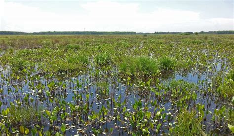 Seven Wetlands To Visit In The Region To Celebrate American Wetlands